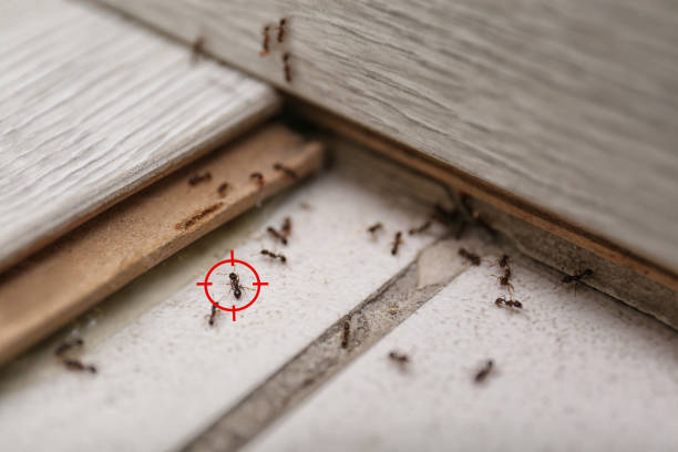 Best Termite Control Services  in Levittown, NY