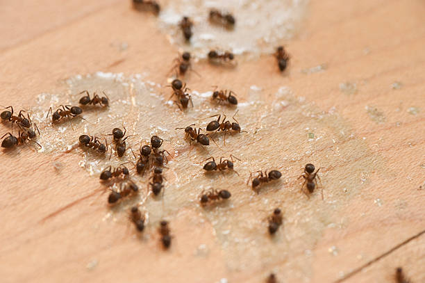 Best Pest Inspection Near Me  in Levittown, NY