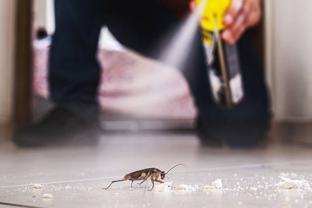 Best Local Pest Control Services  in Levittown, NY